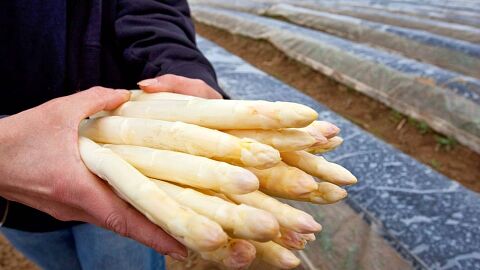 Agriculture, horticulture, élevage et pêche